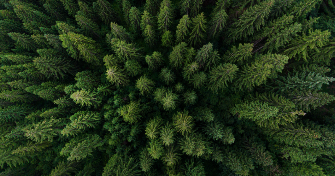 Forestry Hub Page