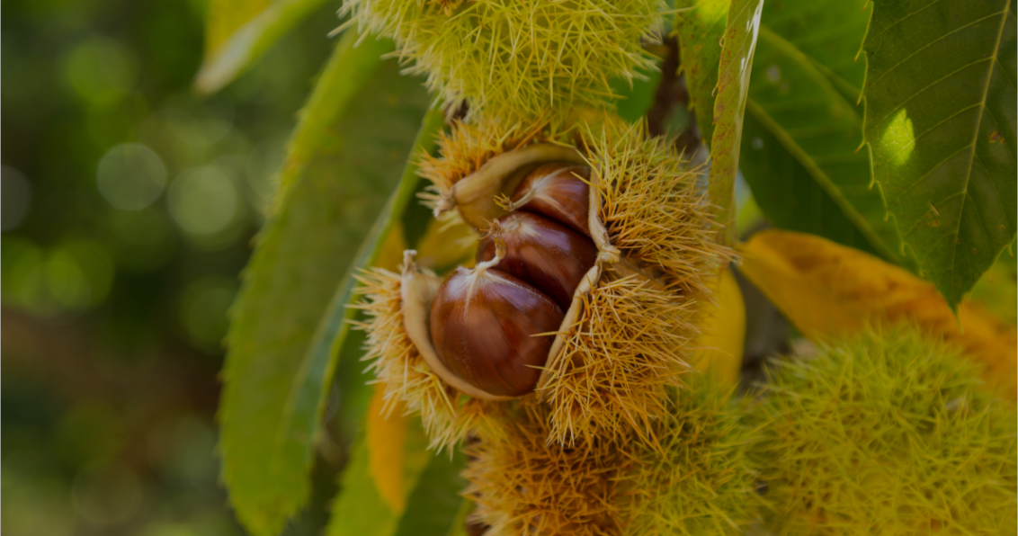 Treecare Hub Page